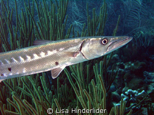 Barracuda cruising the shallows while I try to get closer... by Lisa Hinderlider 